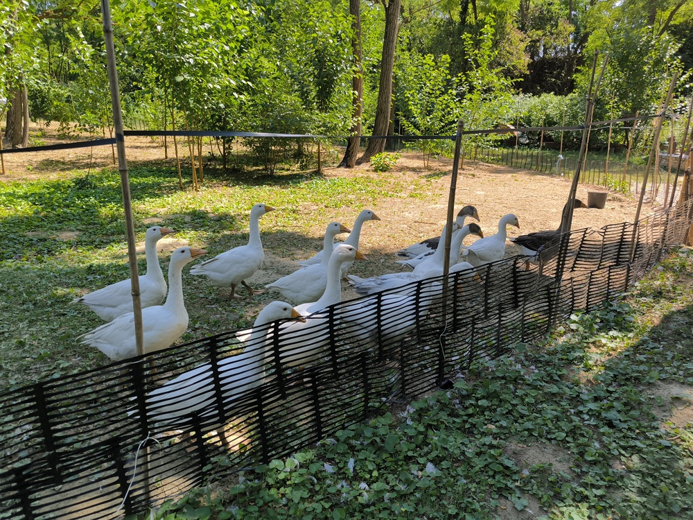 Bugaszegi Téglagaléria, Balatonboglár