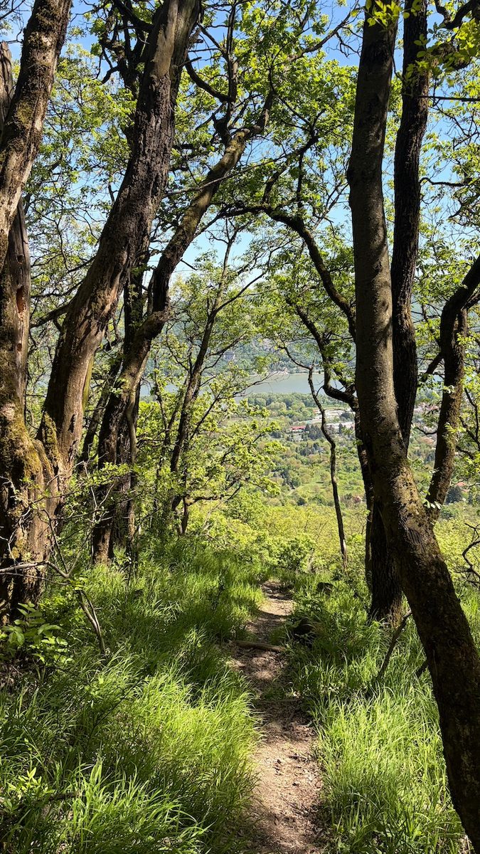 Panorámás körtúra Nagymaros felett, a Kapu-hegyen át